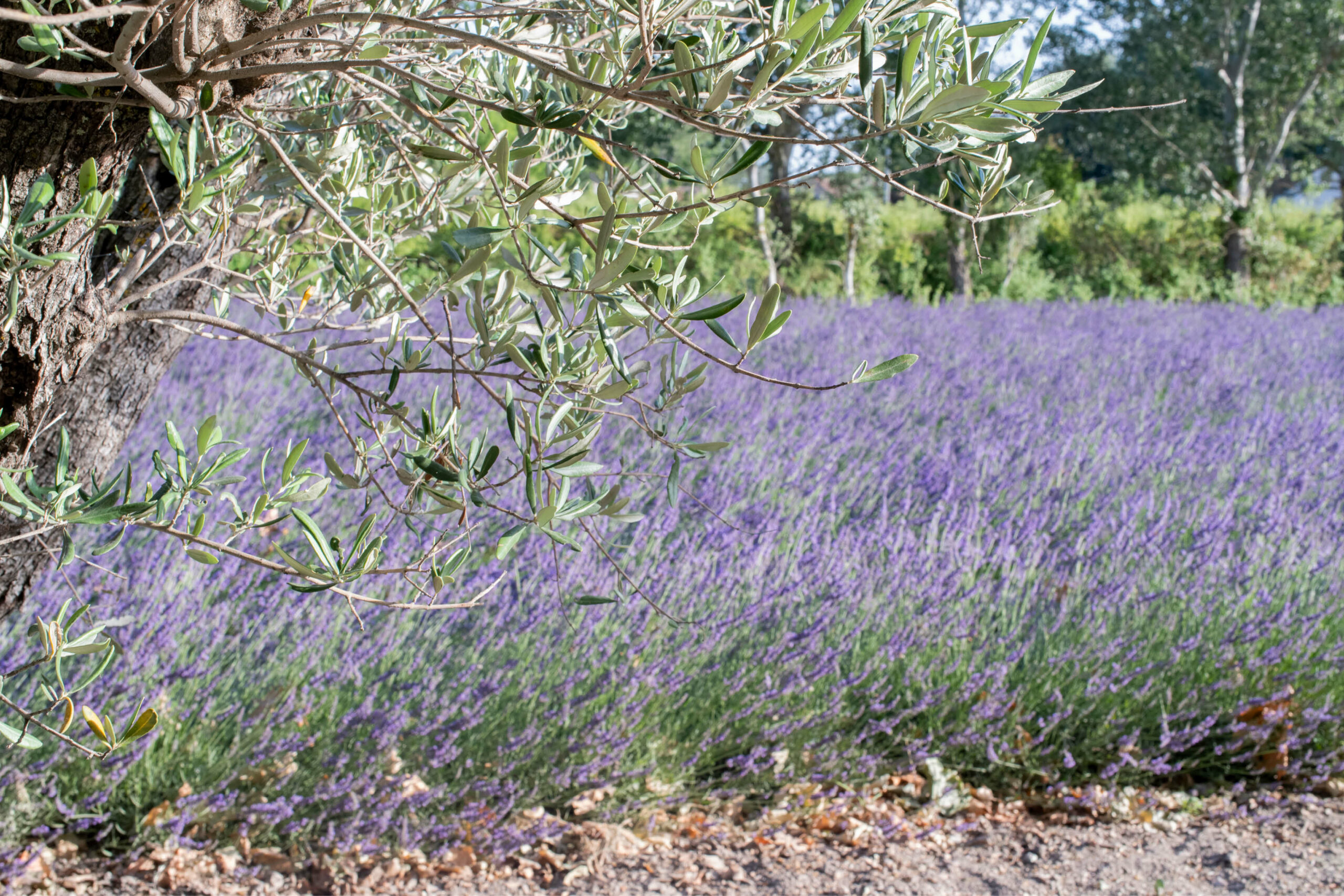 bastidedeslavandins-le-thor-provence-mariage-séminaires-lavandes