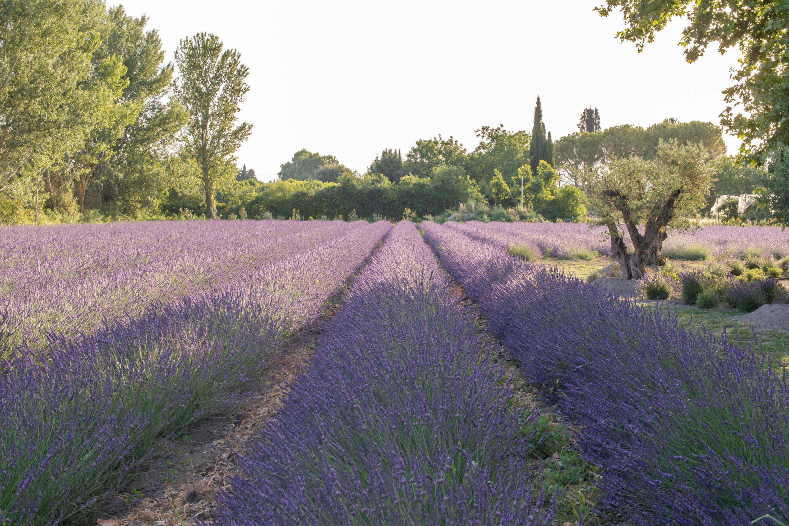 bastidedeslavandins-le-thor-provence-mariage-séminaires-lavandes