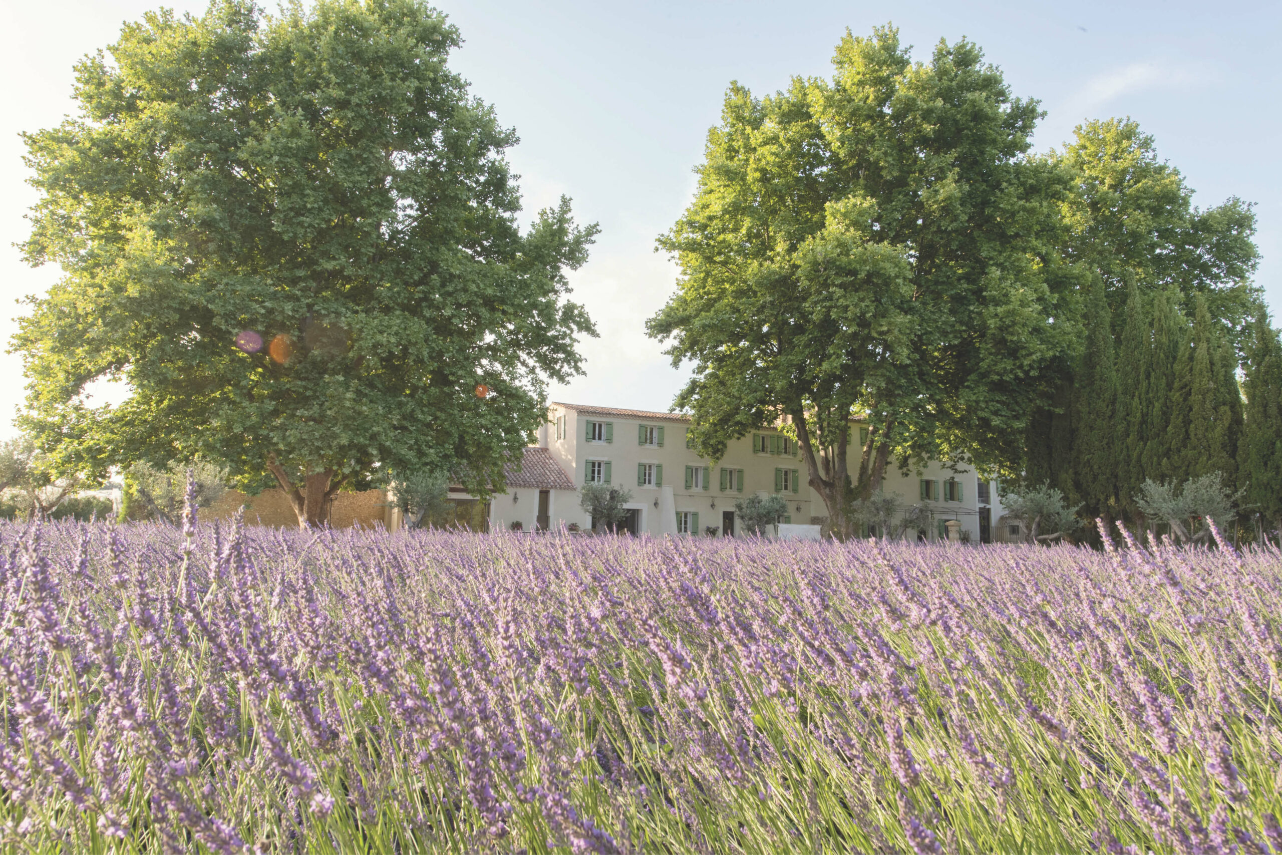 bastidedeslavandins-le-thor-provence-mariage-séminaires-lavandes