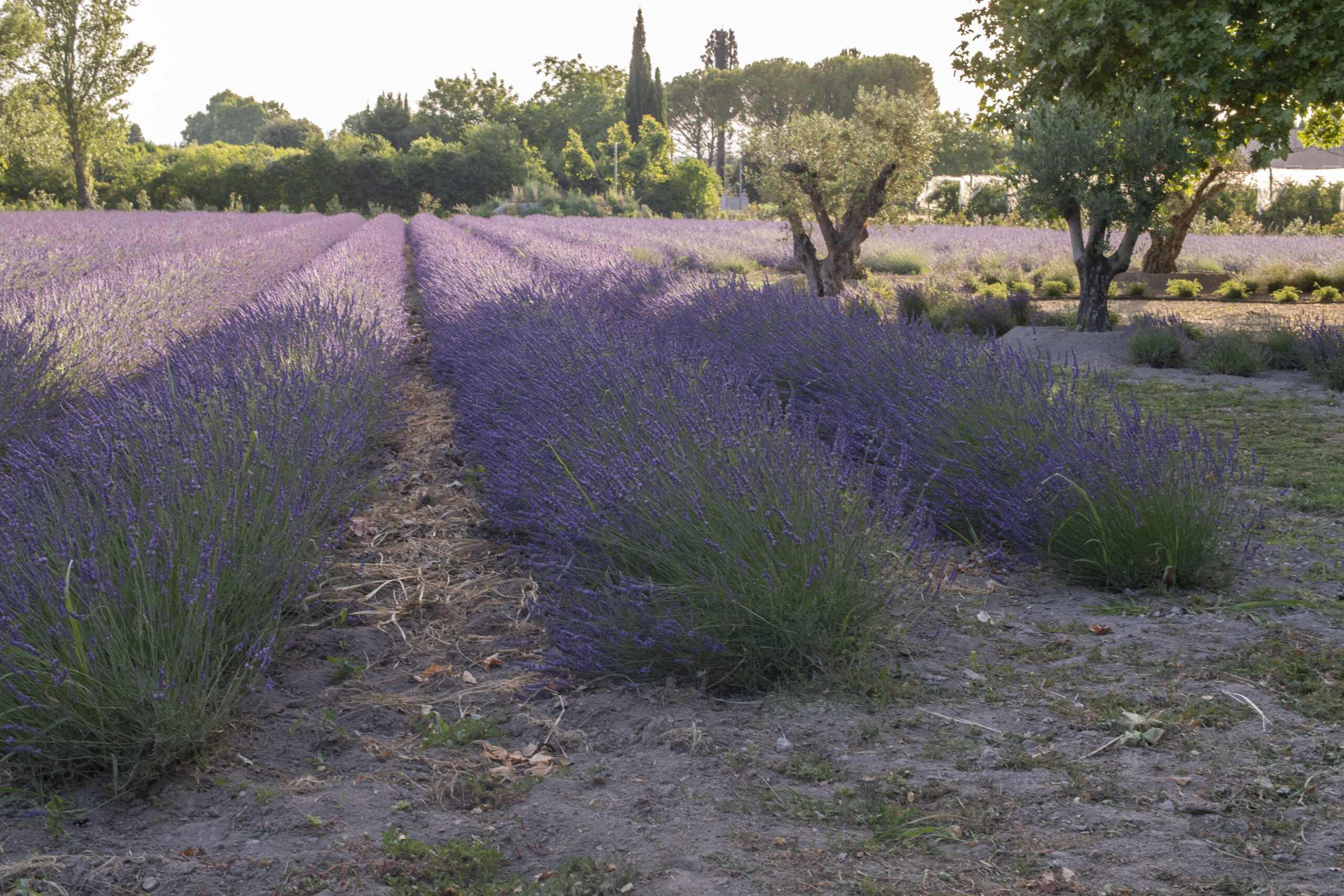 bastidedeslavandins-le-thor-provence-mariage-séminaires-lavandes